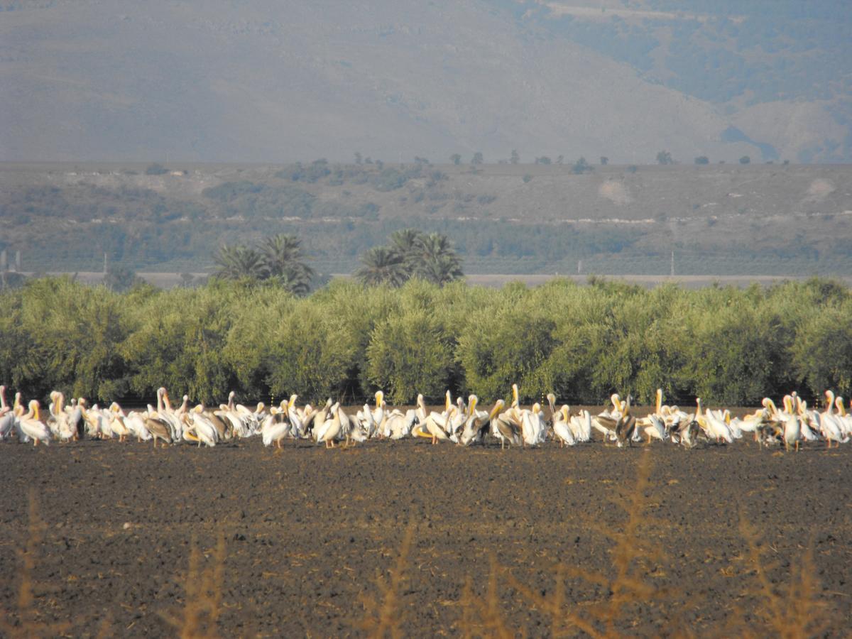Jordan Valley Birding Lodge Kefar Ruppin Dış mekan fotoğraf