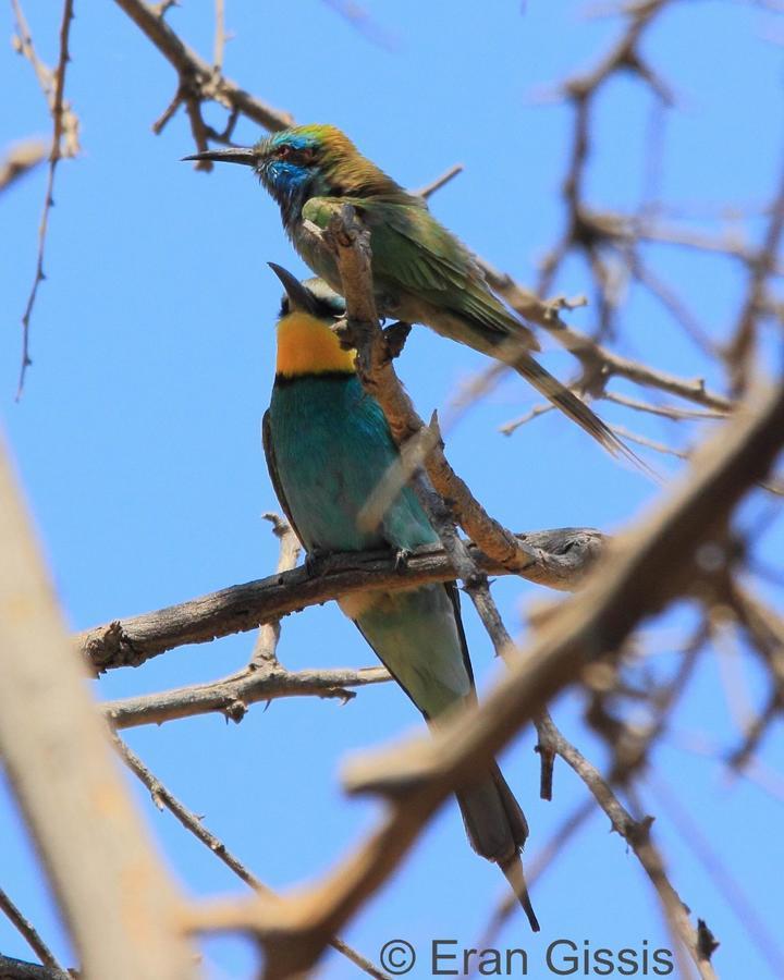 Jordan Valley Birding Lodge Kefar Ruppin Dış mekan fotoğraf
