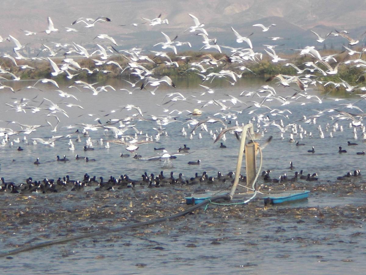 Jordan Valley Birding Lodge Kefar Ruppin Dış mekan fotoğraf