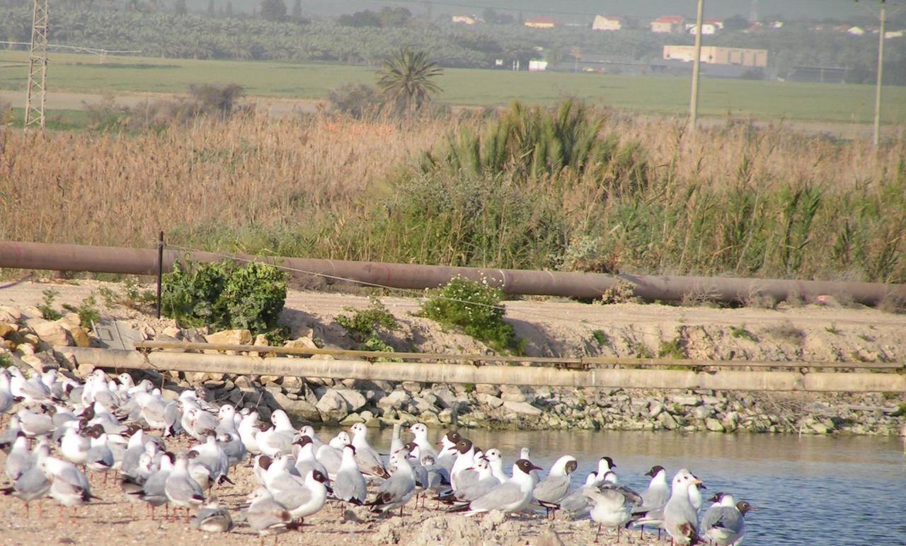Jordan Valley Birding Lodge Kefar Ruppin Dış mekan fotoğraf