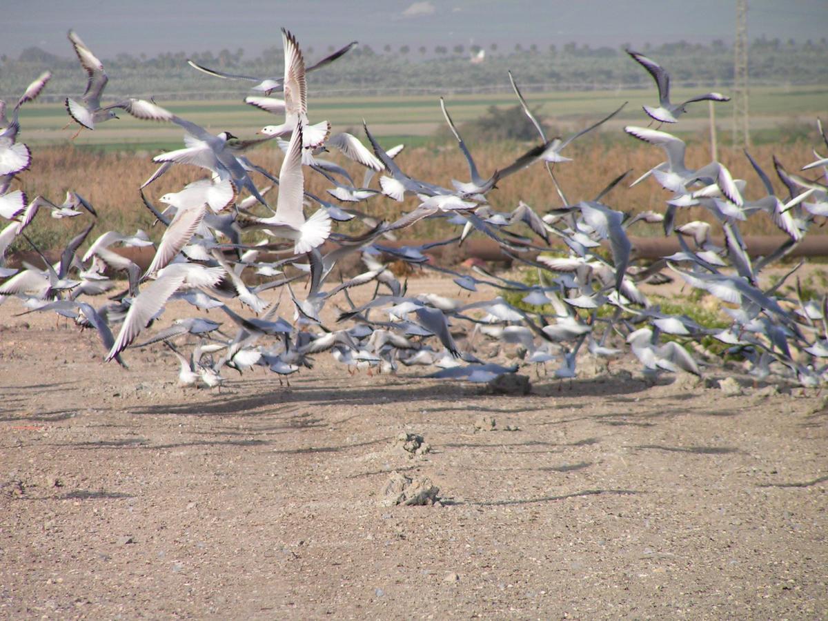 Jordan Valley Birding Lodge Kefar Ruppin Dış mekan fotoğraf